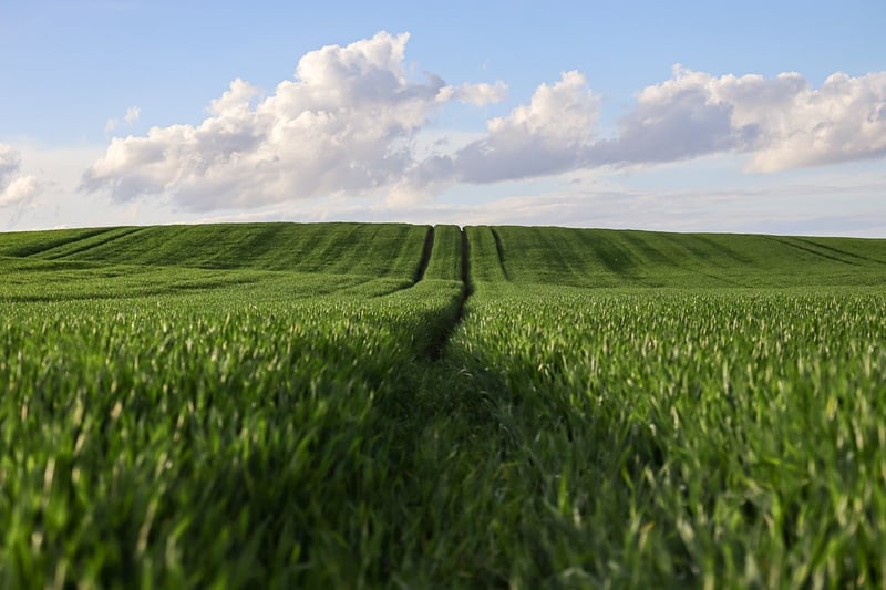 Vegetable Crops