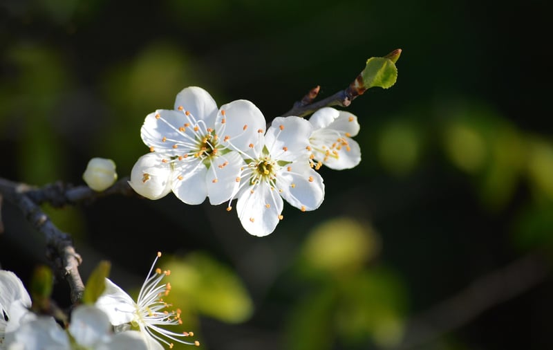 Plum Tree